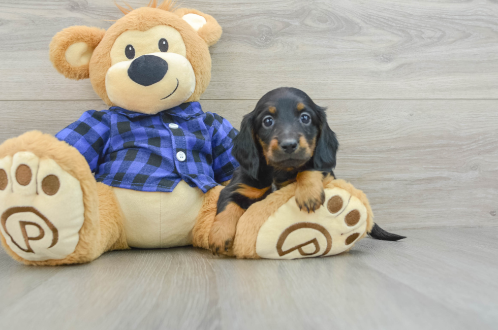 7 week old Dachshund Puppy For Sale - Florida Fur Babies