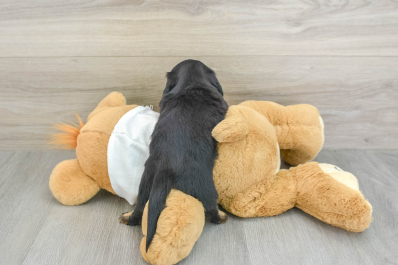 Meet Shirley - our Dachshund Puppy Photo 2/3 - Florida Fur Babies