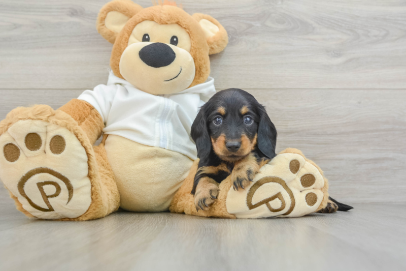Meet Shirley - our Dachshund Puppy Photo 3/3 - Florida Fur Babies