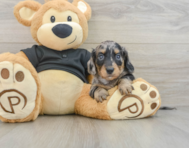 6 week old Dachshund Puppy For Sale - Florida Fur Babies