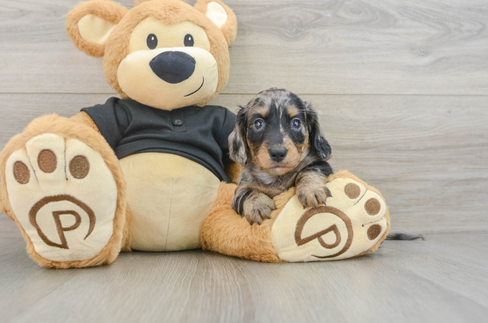 5 week old Dachshund Puppy For Sale - Florida Fur Babies