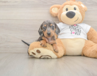 5 week old Dachshund Puppy For Sale - Florida Fur Babies