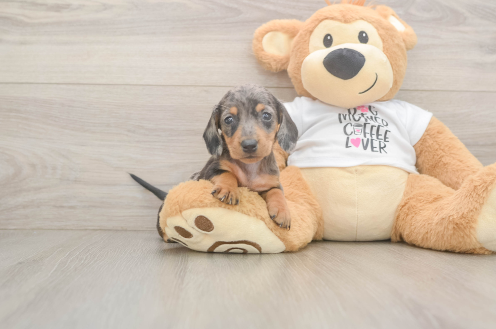 6 week old Dachshund Puppy For Sale - Florida Fur Babies