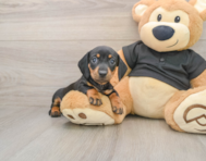 7 week old Dachshund Puppy For Sale - Florida Fur Babies