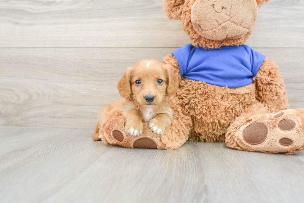 Dachshund Puppy for Adoption