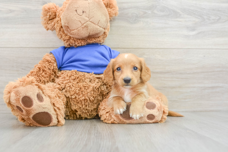 Cute Dachshund Baby