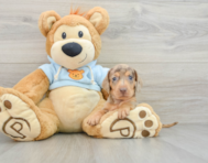 6 week old Dachshund Puppy For Sale - Florida Fur Babies