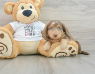 5 week old Dachshund Puppy For Sale - Florida Fur Babies