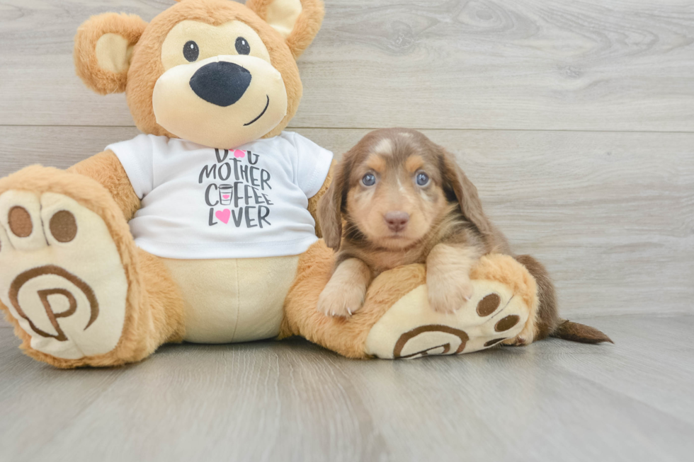 Cute Dachshund Baby