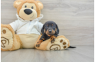 Dachshund Puppy for Adoption