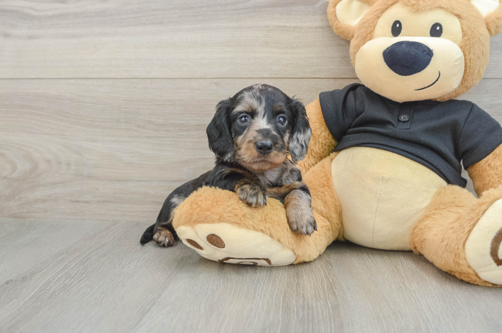 5 week old Dachshund Puppy For Sale - Florida Fur Babies