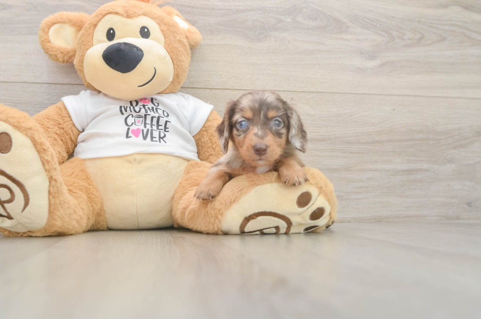 6 week old Dachshund Puppy For Sale - Florida Fur Babies