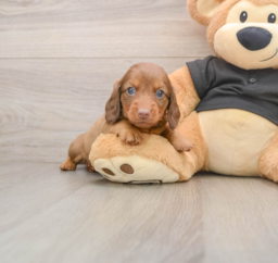 5 week old Dachshund Puppy For Sale - Florida Fur Babies