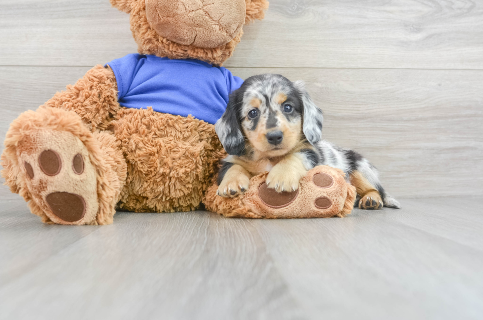 6 week old Dachshund Puppy For Sale - Florida Fur Babies