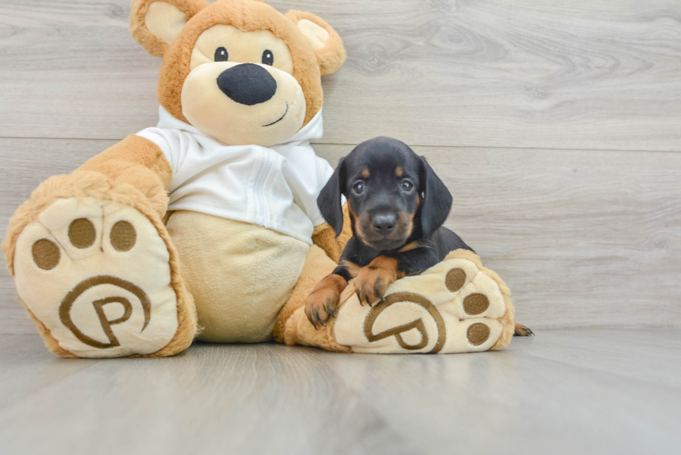 Dachshund Pup Being Cute