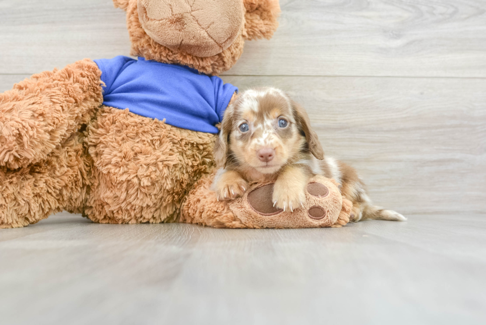 Best Dachshund Baby