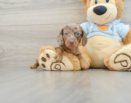 6 week old Dachshund Puppy For Sale - Florida Fur Babies