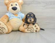 7 week old Dachshund Puppy For Sale - Florida Fur Babies