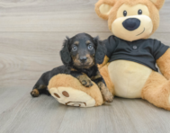 5 week old Dachshund Puppy For Sale - Florida Fur Babies