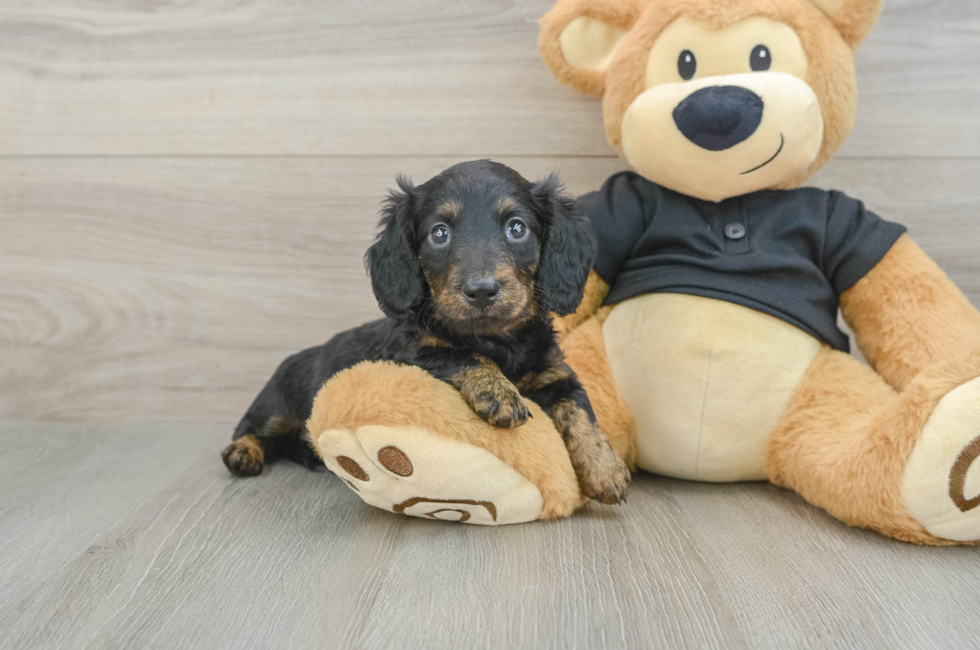 5 week old Dachshund Puppy For Sale - Florida Fur Babies