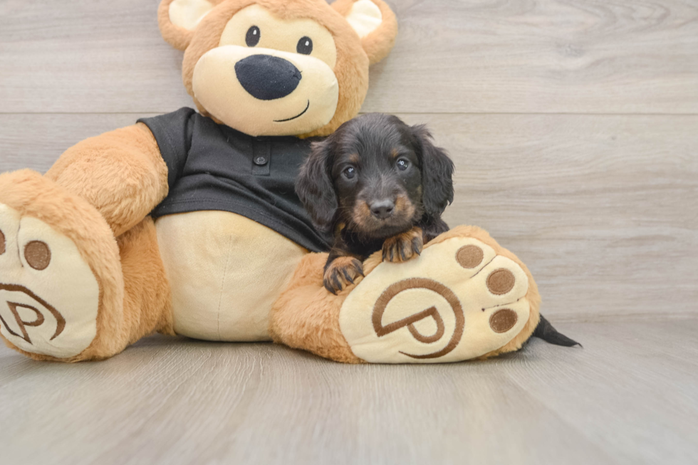 Best Dachshund Baby