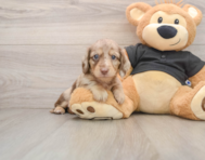 5 week old Dachshund Puppy For Sale - Florida Fur Babies