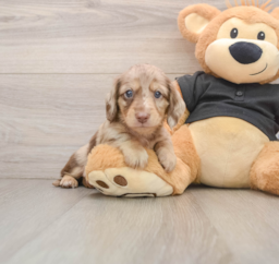5 week old Dachshund Puppy For Sale - Florida Fur Babies