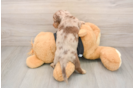 Cute Doxie Purebred Puppy