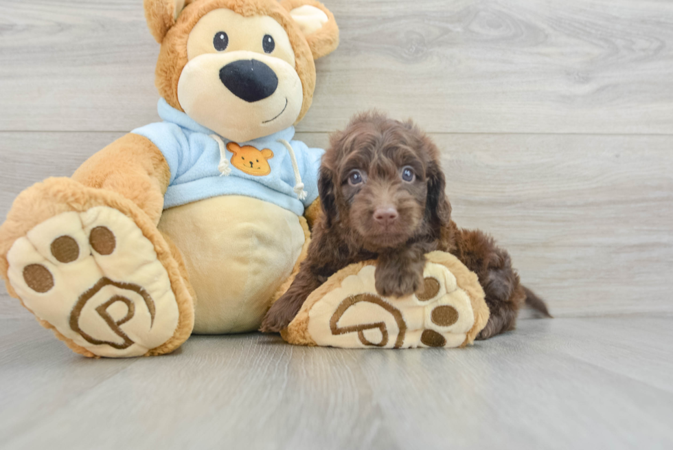 Cute Dachshund Baby