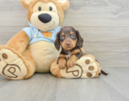 7 week old Dachshund Puppy For Sale - Florida Fur Babies