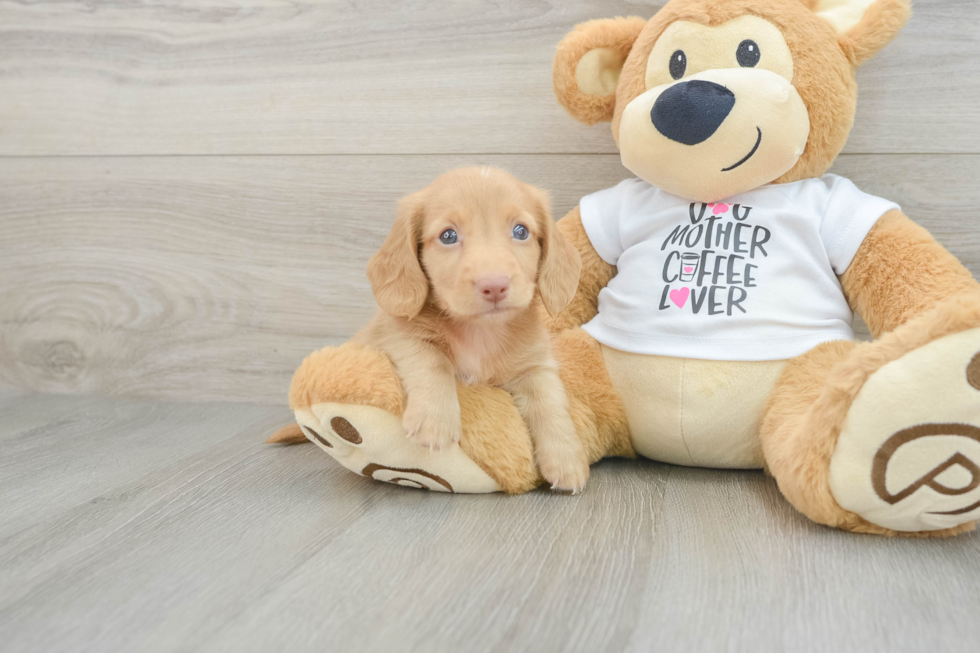 Cute Doxie Purebred Puppy