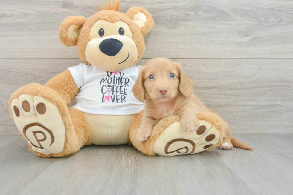 Cute Dachshund Purebred Pup