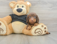 5 week old Dachshund Puppy For Sale - Florida Fur Babies