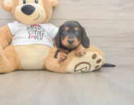 5 week old Dachshund Puppy For Sale - Florida Fur Babies