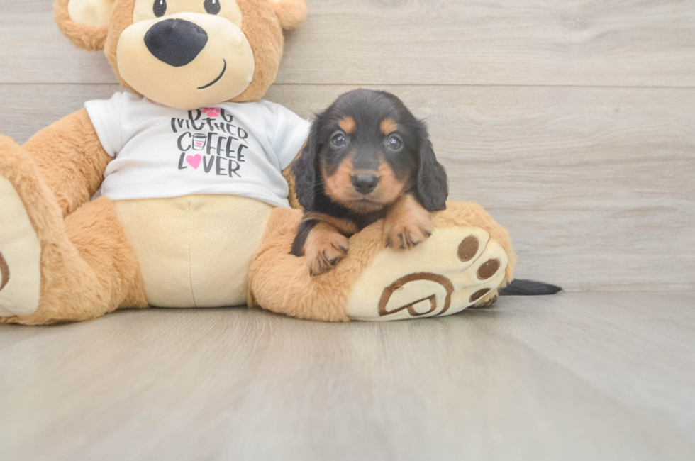6 week old Dachshund Puppy For Sale - Florida Fur Babies