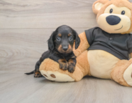 6 week old Dachshund Puppy For Sale - Florida Fur Babies