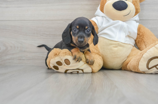 Dachshund Pup Being Cute