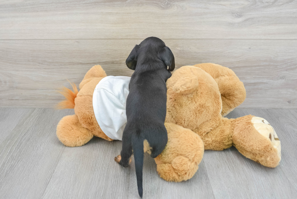 Cute Dachshund Baby