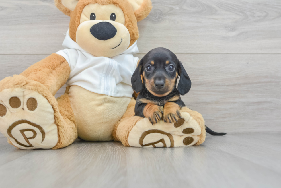 Cute Dachshund Purebred Pup