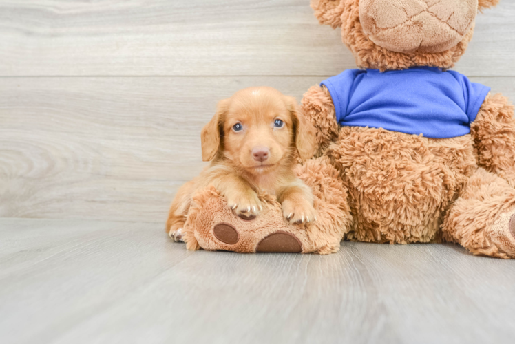 Best Dachshund Baby