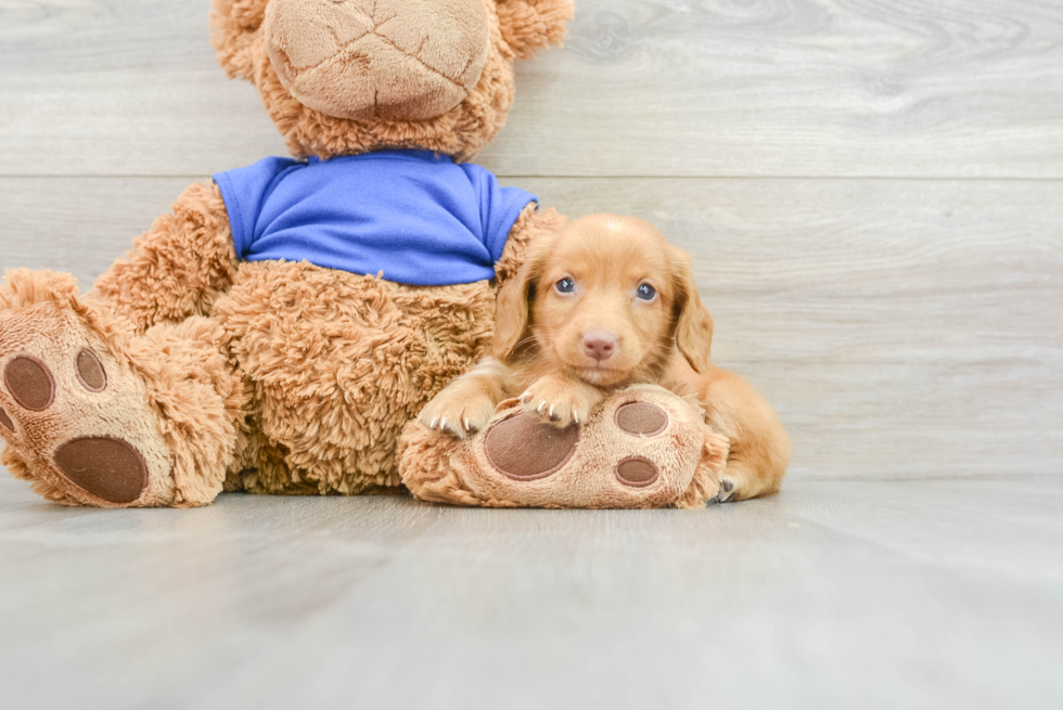 Cute Doxie Purebred Puppy