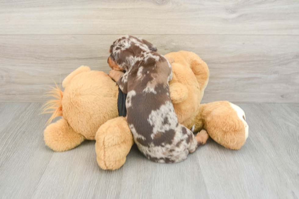 Dachshund Pup Being Cute