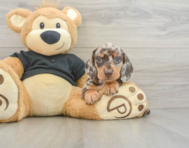 5 week old Dachshund Puppy For Sale - Florida Fur Babies