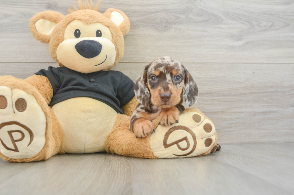5 week old Dachshund Puppy For Sale - Florida Fur Babies