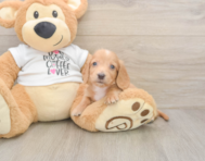 5 week old Dachshund Puppy For Sale - Florida Fur Babies