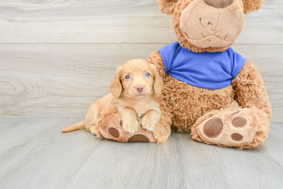 Best Dachshund Baby