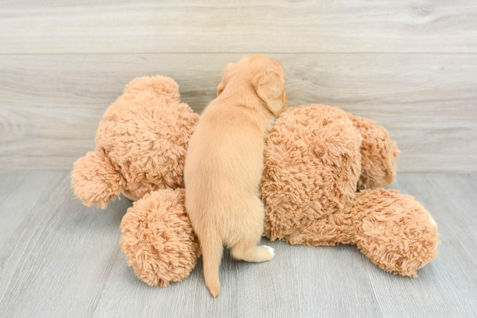 Cute Doxie Purebred Puppy