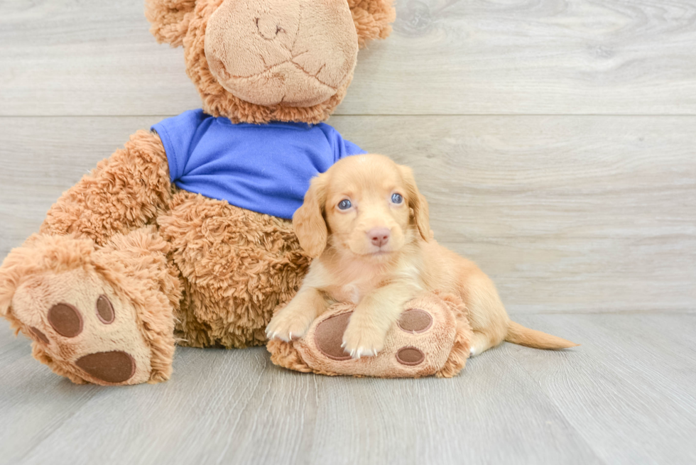 Dachshund Pup Being Cute