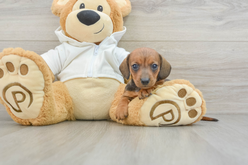 Dachshund Puppy for Adoption