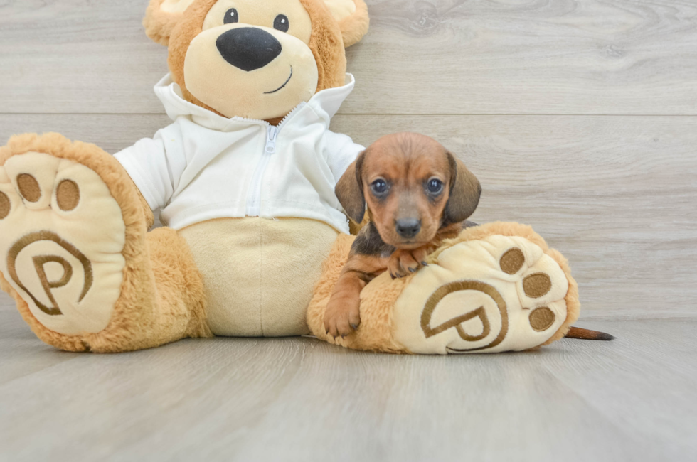 5 week old Dachshund Puppy For Sale - Florida Fur Babies